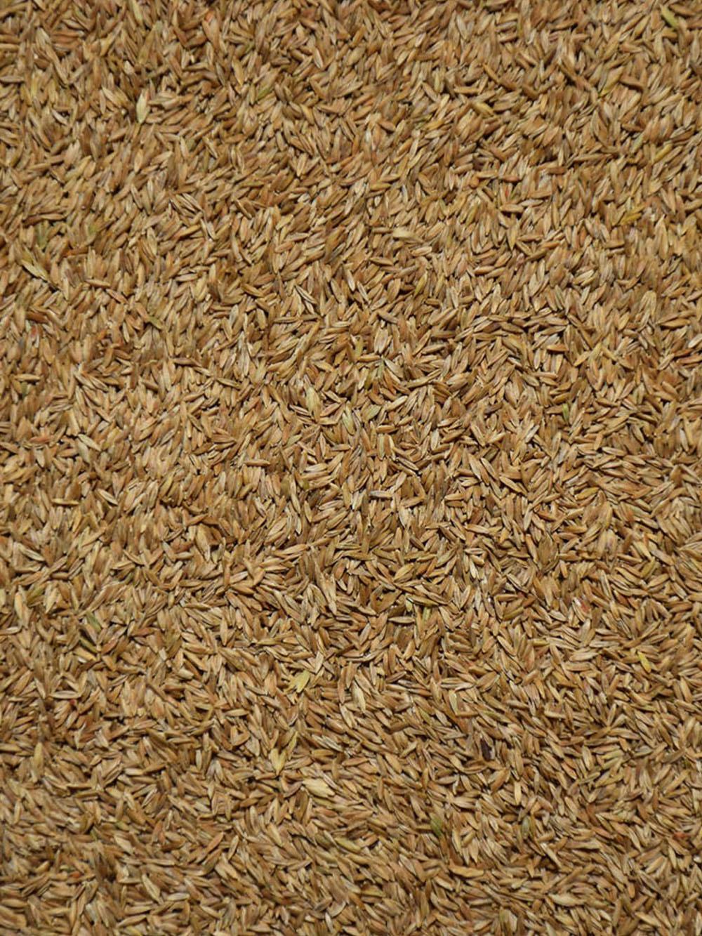 Forage Kentucky Bluegrass